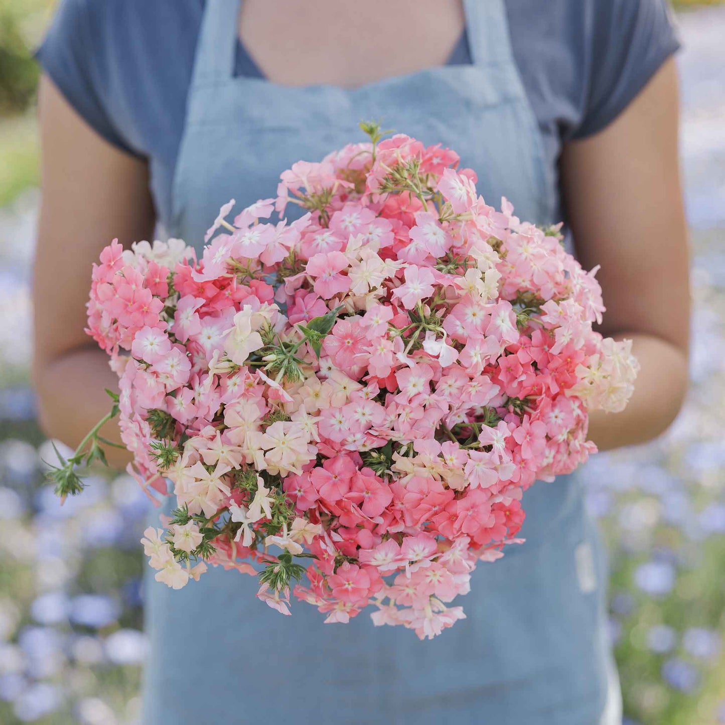 phlox of sheep