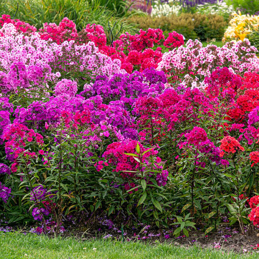 phlox mix