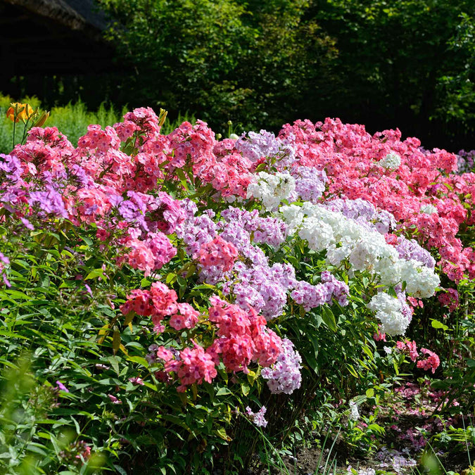 phlox mix