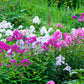 phlox mix