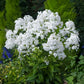 phlox david | copyright: Floramedia UK Ltd