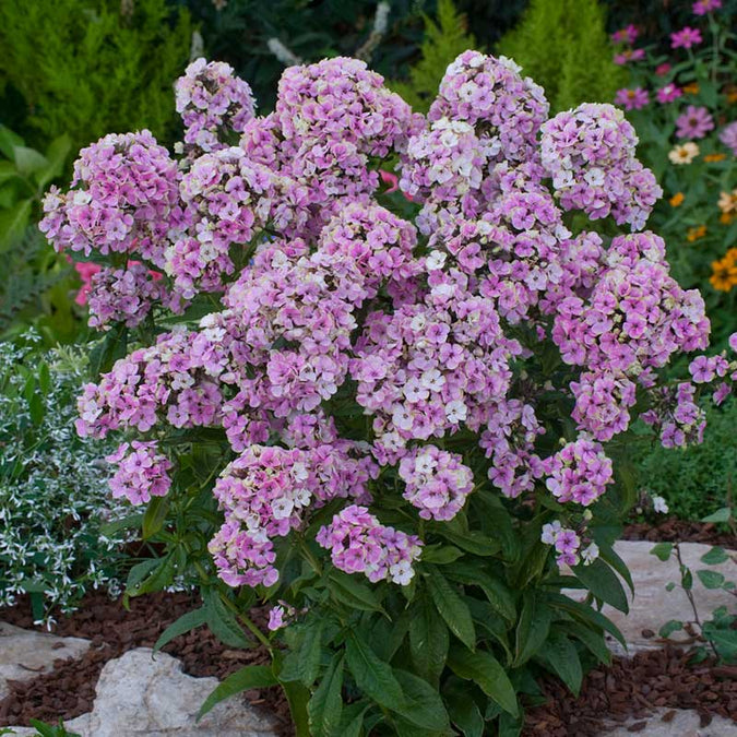 phlox sherbet blend | copyright: Floramedia UK Ltd