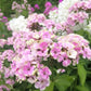 phlox sherbet blend