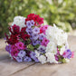 phlox tall mix