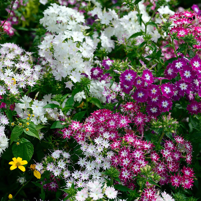 phlox twinkle mix