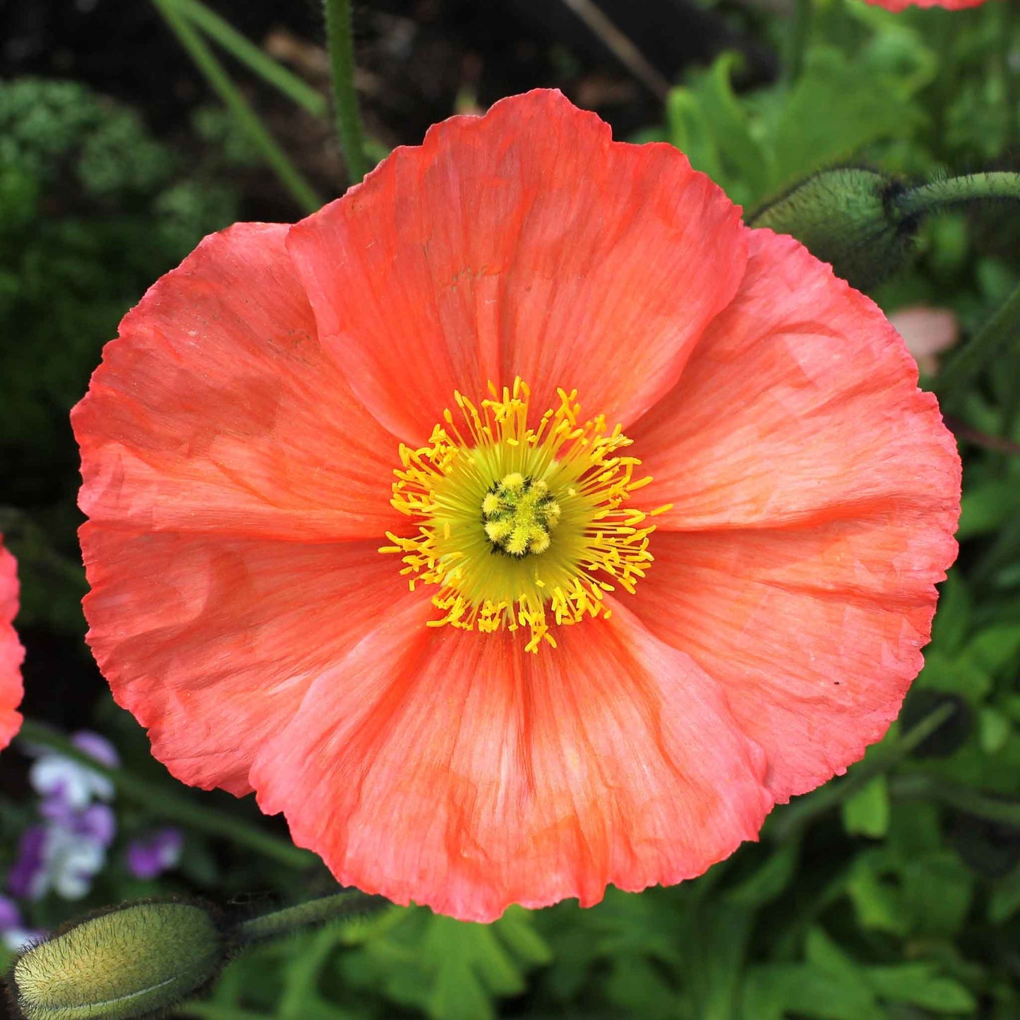 poppy champagne bubble mix