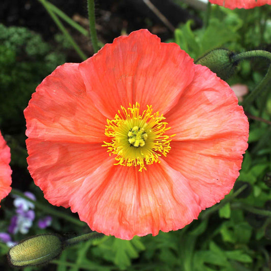 poppy champagne bubble pink