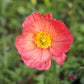 poppy champagne bubble pink