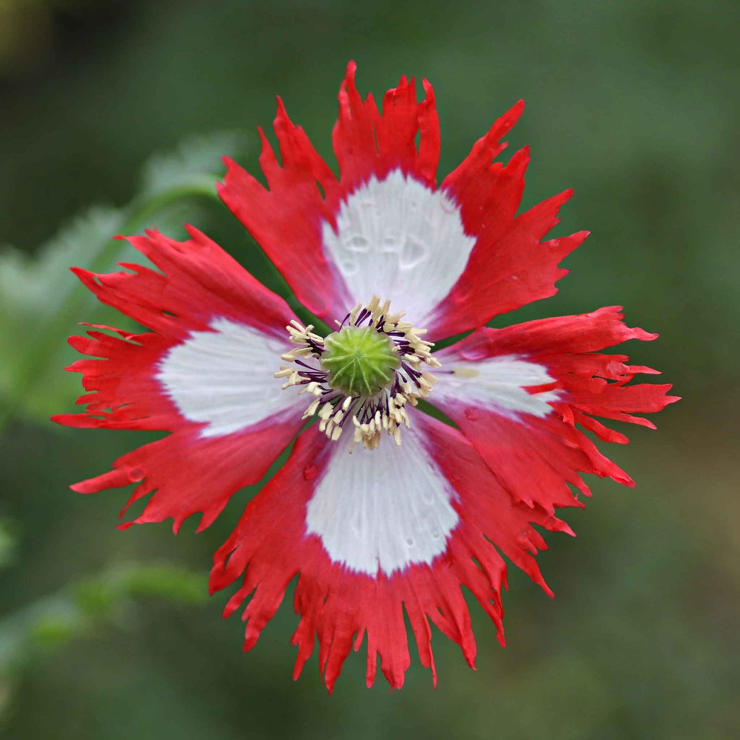 poppy danish flag