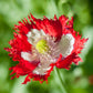 poppy danish flag