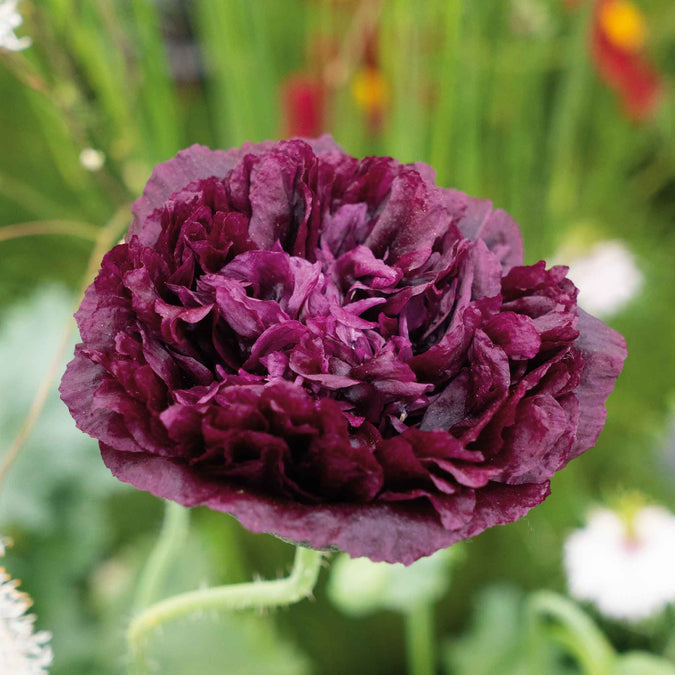 poppy double black