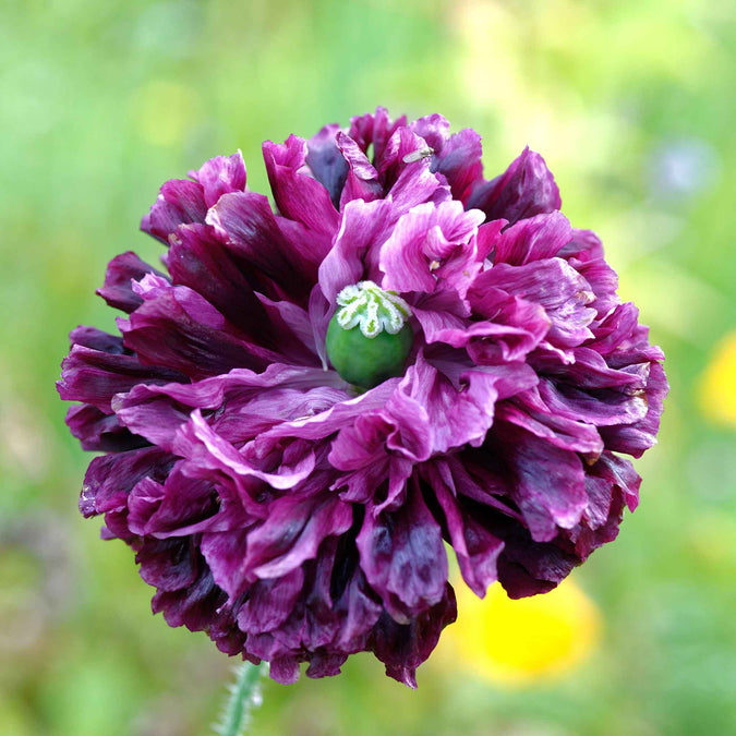 poppy double purple