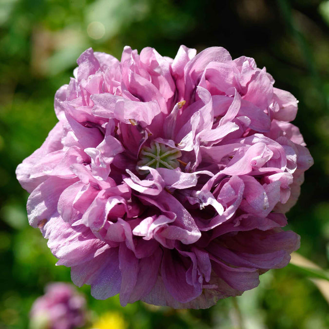 poppy double purple