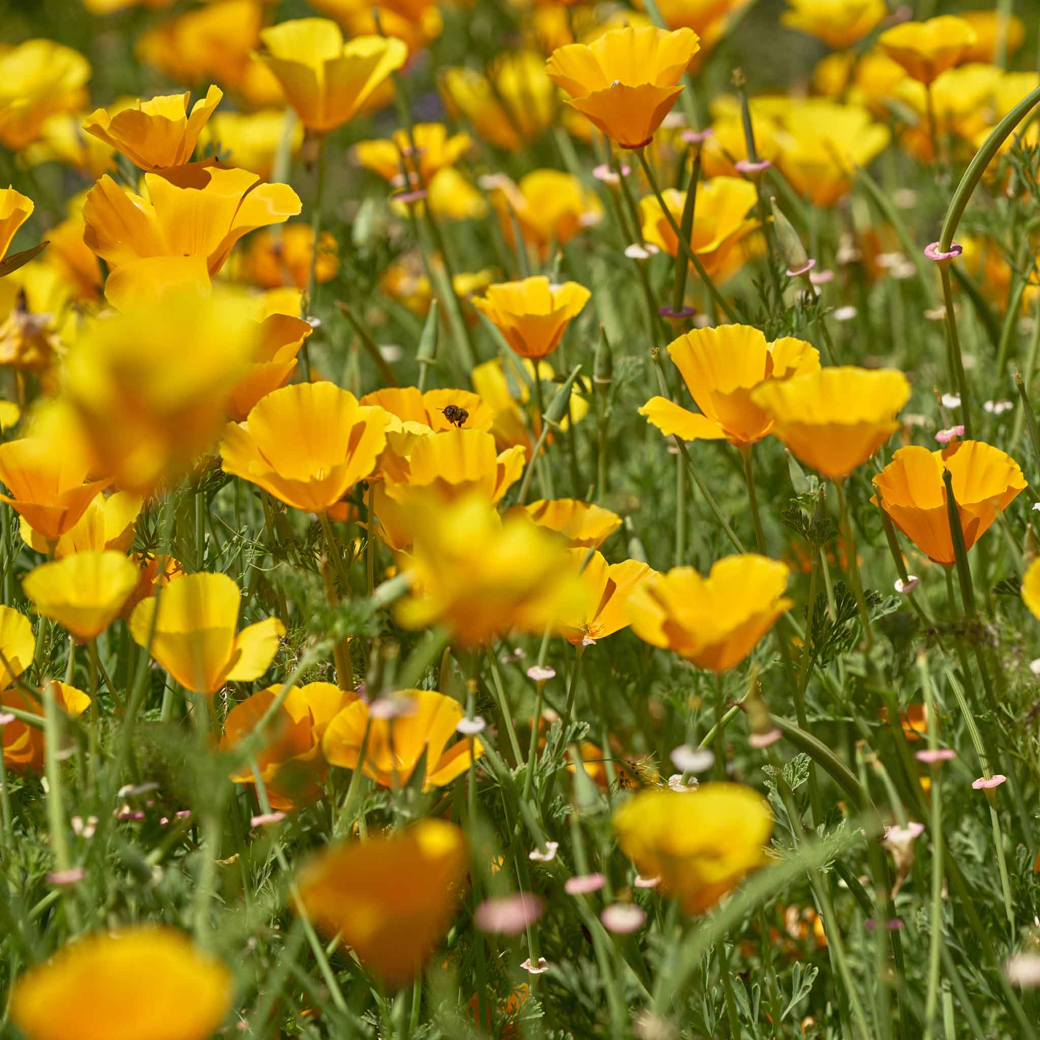 Purchases Golden poppies zippy