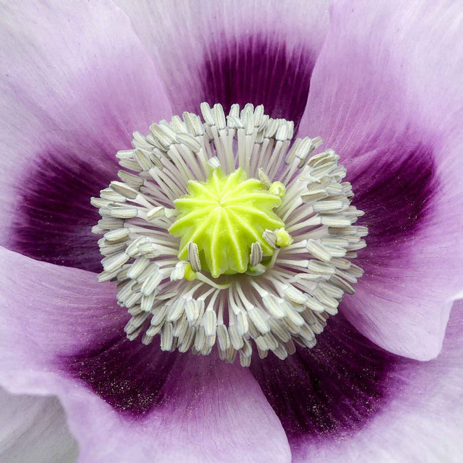 poppy hungarian breadseed