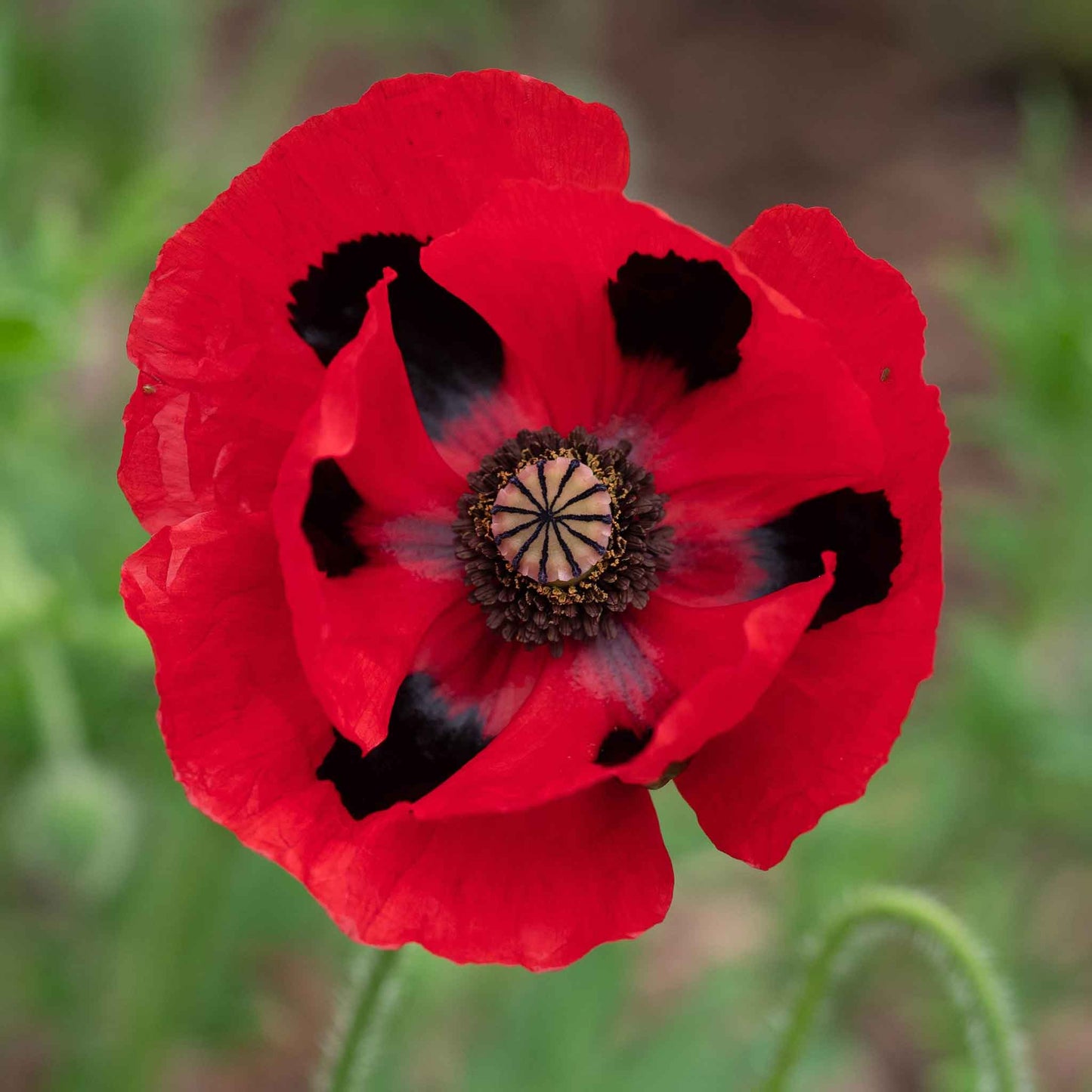 poppy lady bird