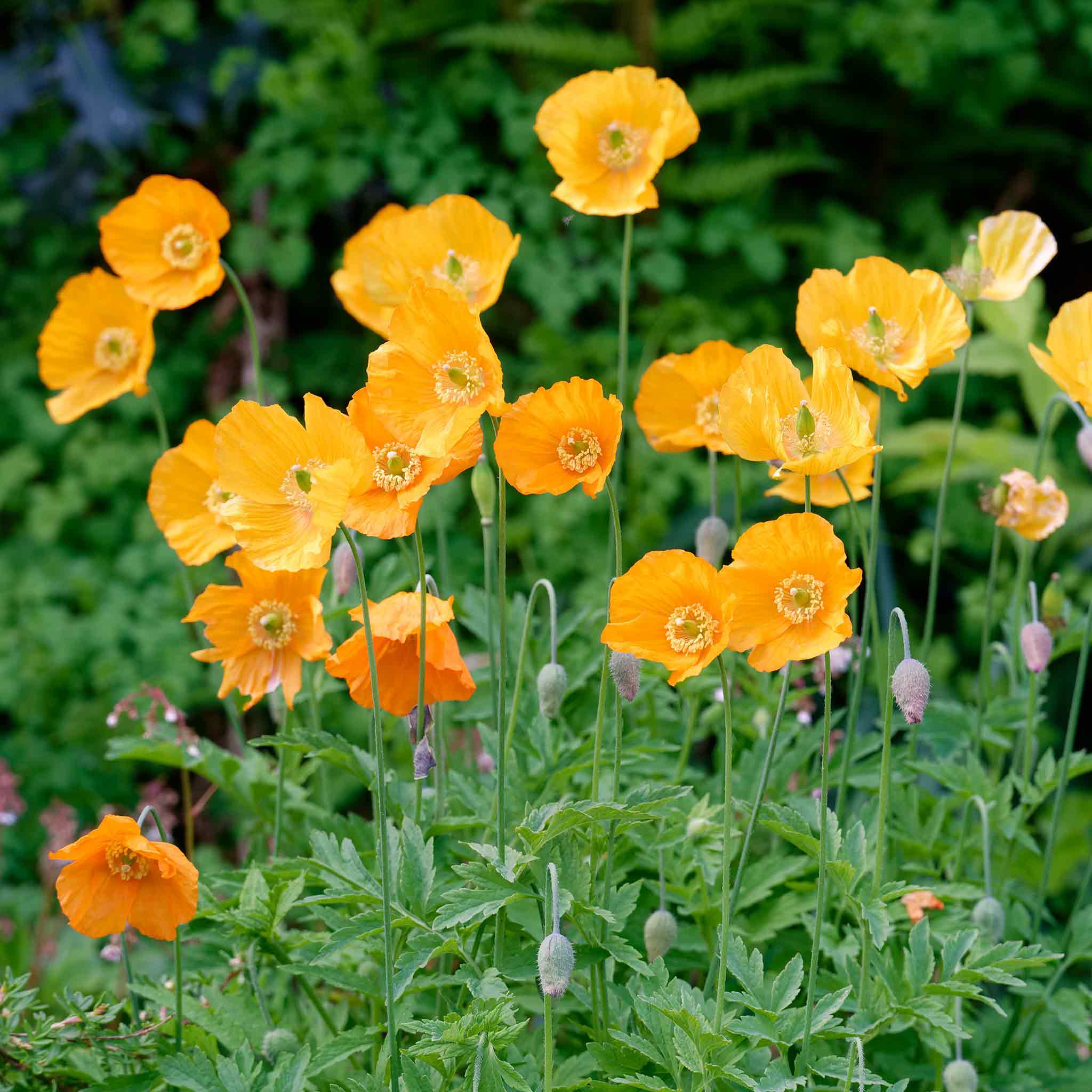 Short Orange Flowers