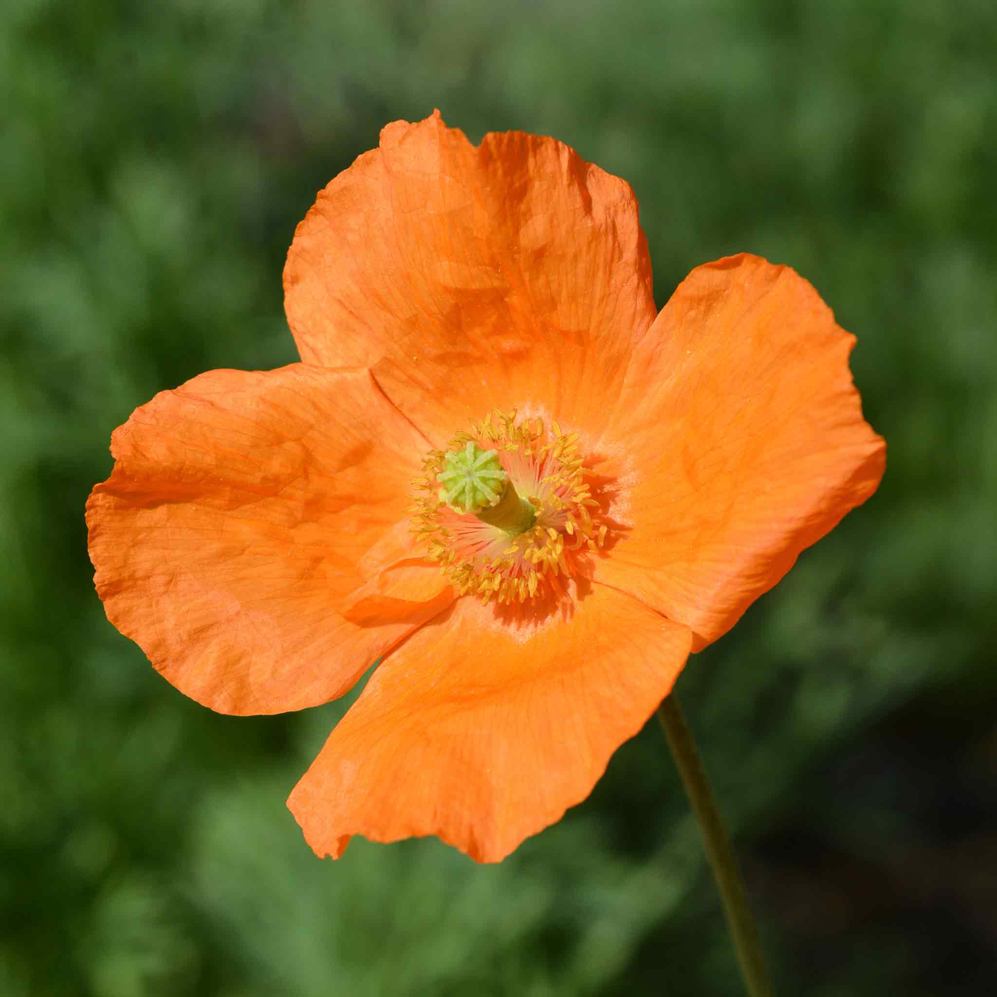 Poppy Seeds - Moroccan Orange | Flower Seeds | Eden Brothers