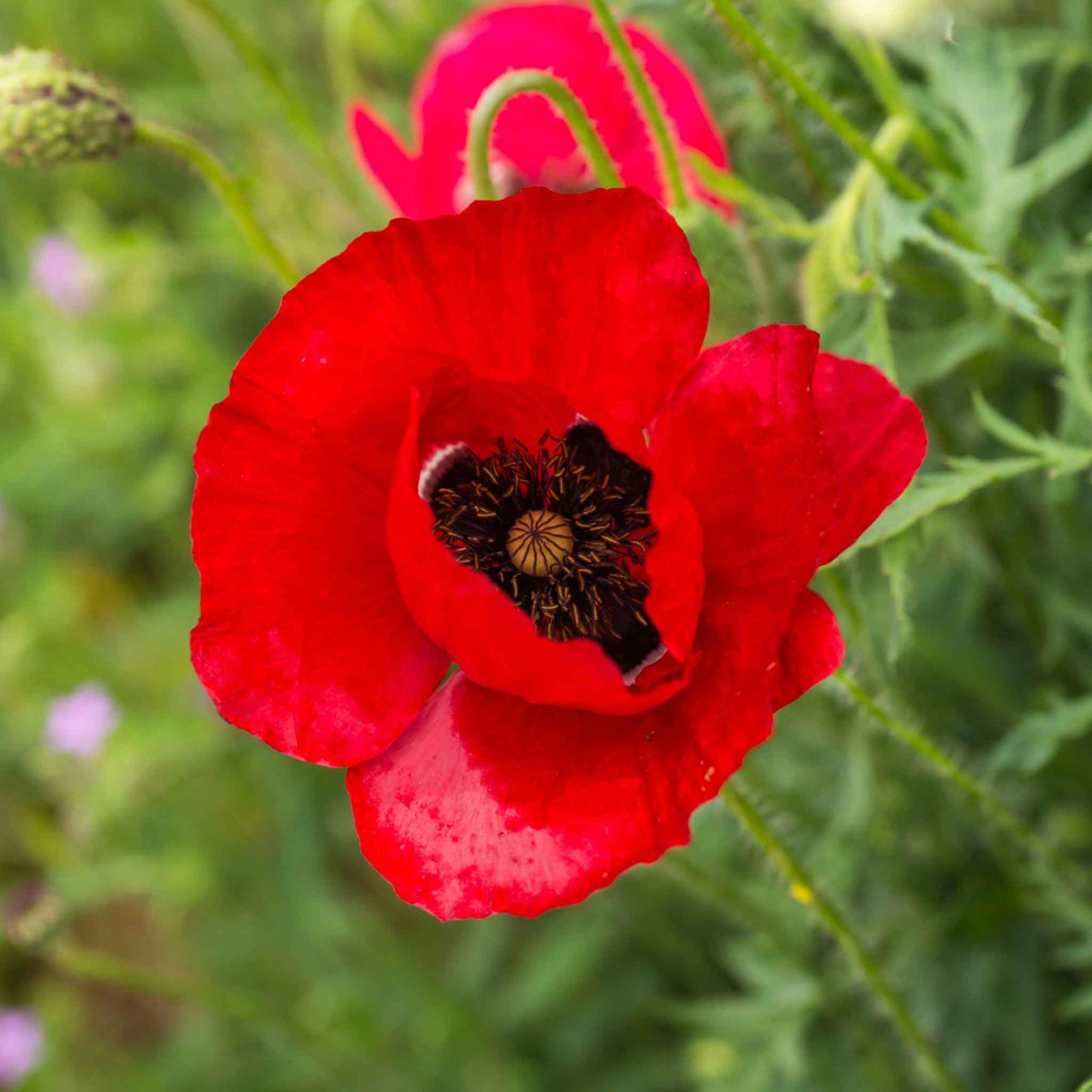 poppy red corn