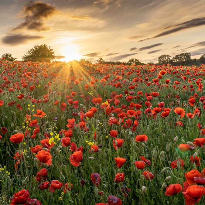 poppy red corn