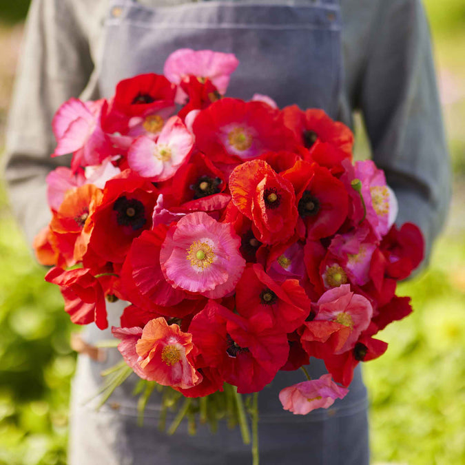 poppy shirley red and pink