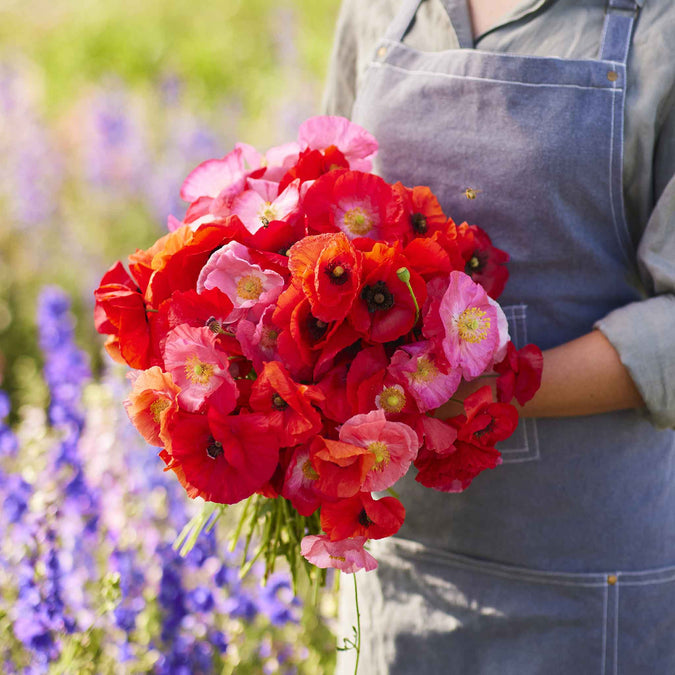 poppy shirley red and pink