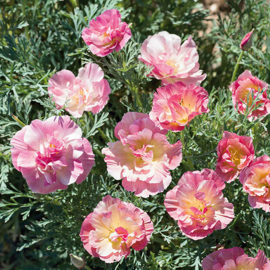 California Poppy Seeds - Thai Silk Appleblossom Chiffon | Flower Seeds ...