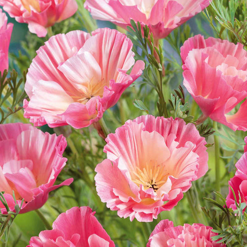 California Poppy Seeds - Thai Silk Appleblossom Chiffon | Flower Seeds ...