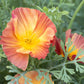 poppy thai silk apricot