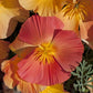 poppy thai silk apricot