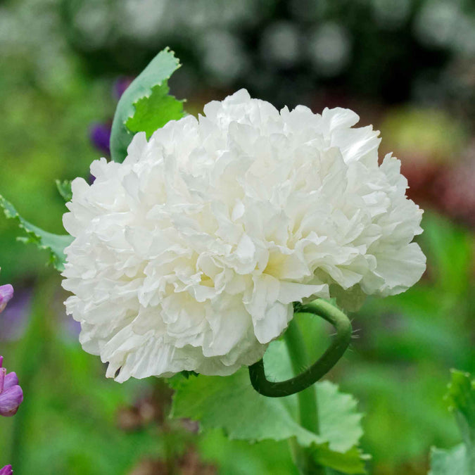 poppy white cloud