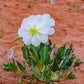 primrose pale evening