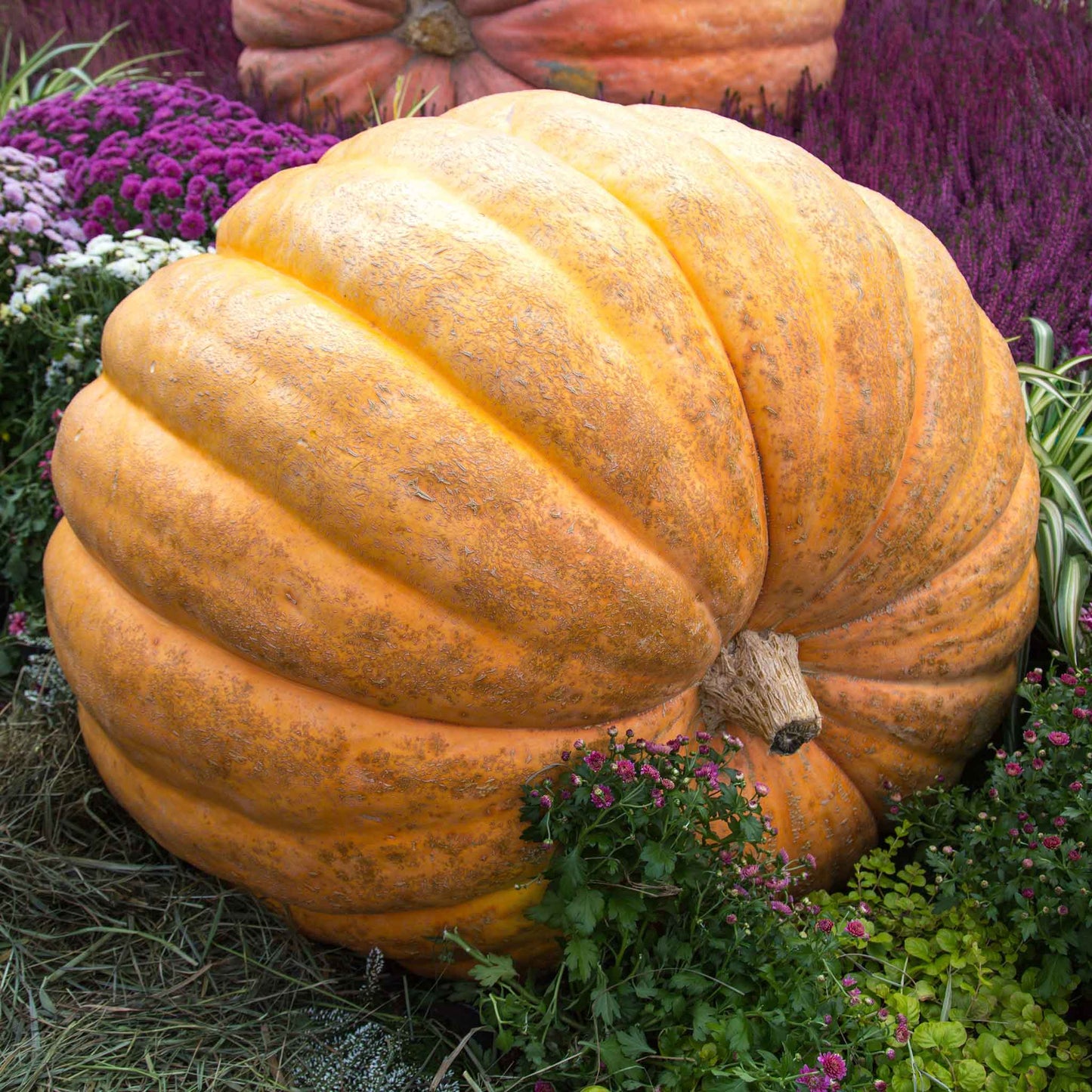 pumpkin atlantic giant