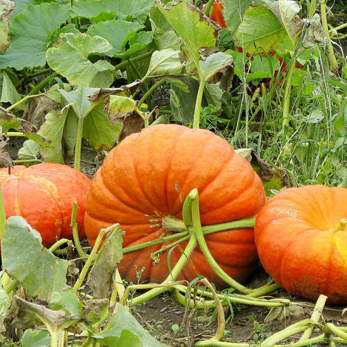 Pumpkin Seeds - Cinderella | Vegetable Seeds in Packets & Bulk | Eden ...