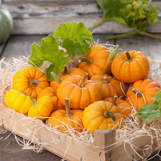 pumpkin jack be little | copyright: Floramedia UK Ltd