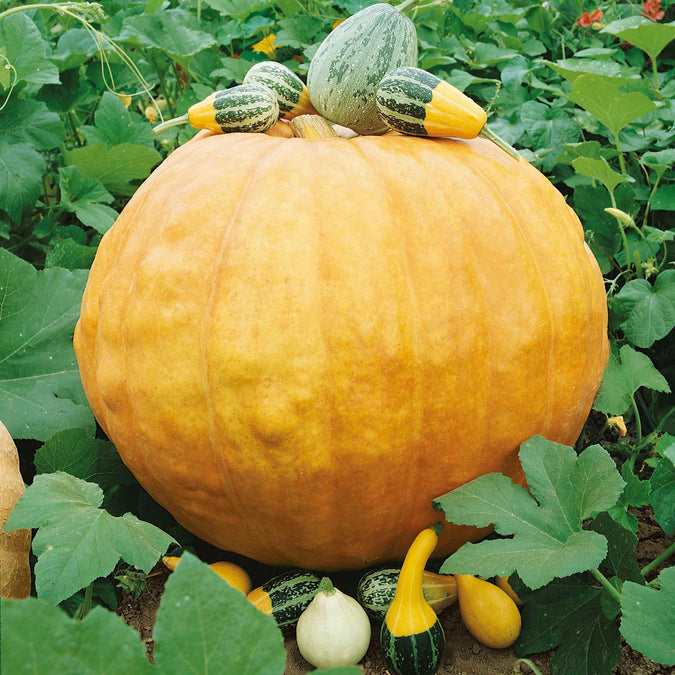 pumpkin big max