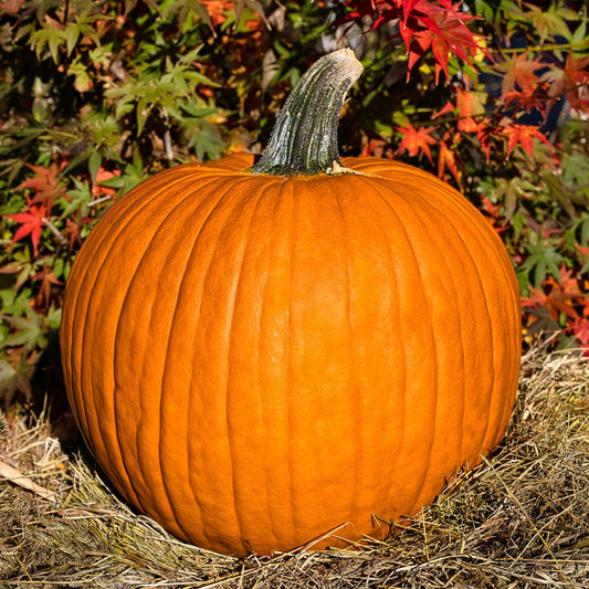 pumpkin organic connecticut field