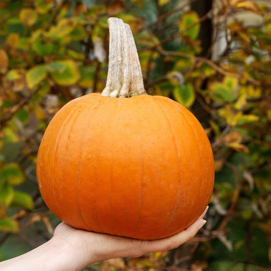 pumpkin organic small sugar