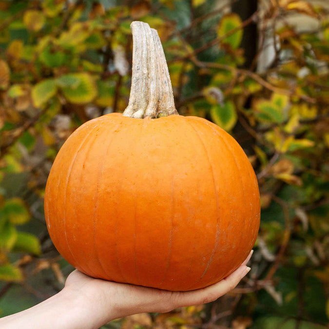 pumpkin organic small sugar