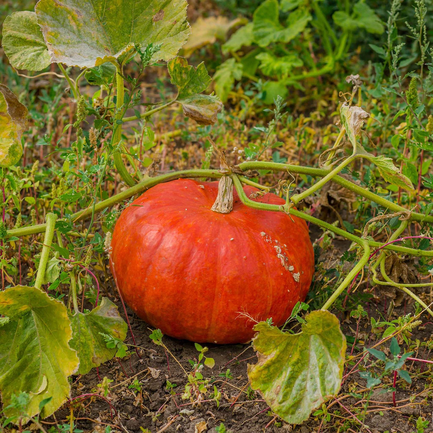 pumpkin rouge vif d etampes