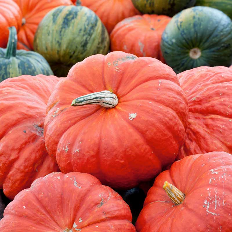 pumpkin rouge vif detampes | copyright: Floramedia UK Ltd