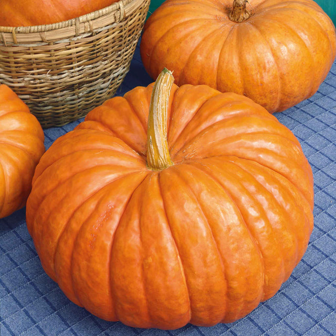 pumpkin rouge vif detampes