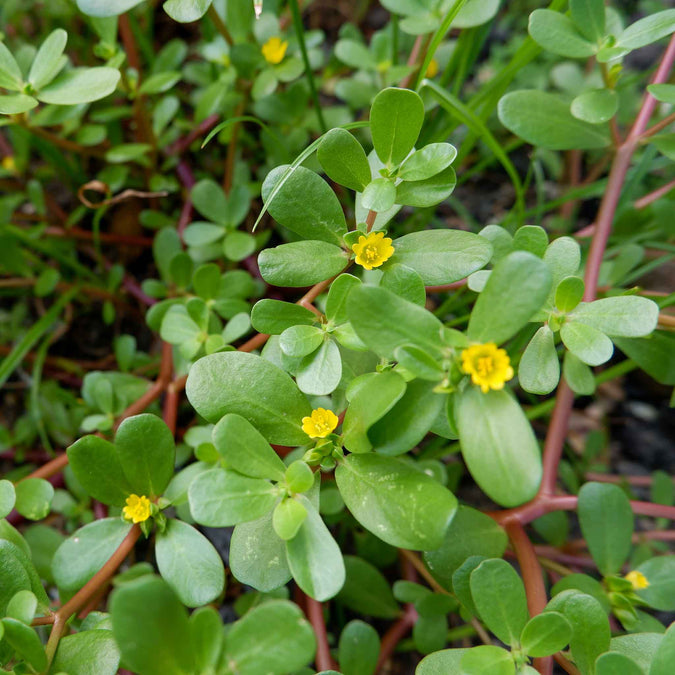 purslane green