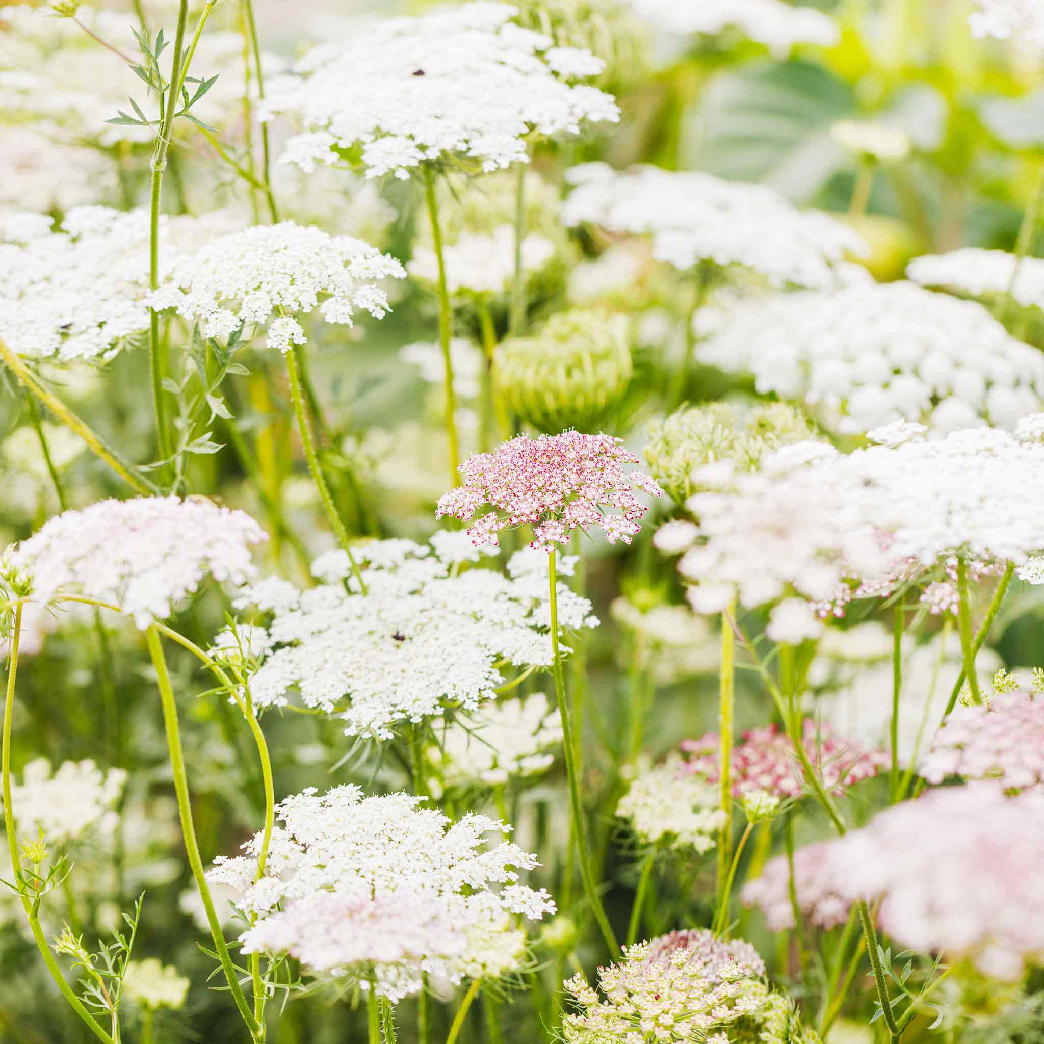 Queen anne's 2024 lace season