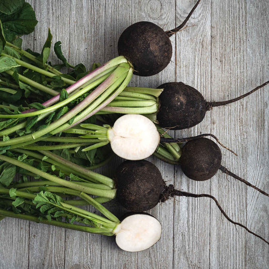 radish black spanish round