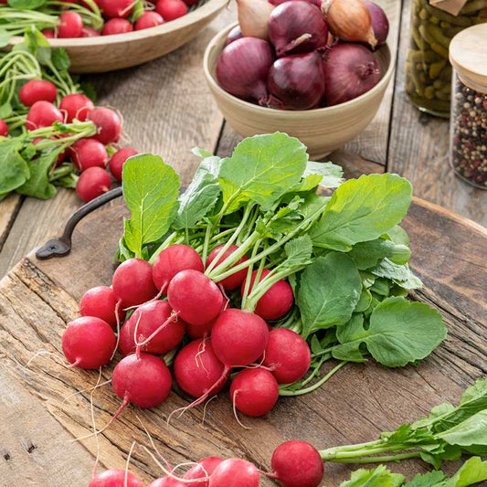 radish champion | copyright: Floramedia UK Ltd