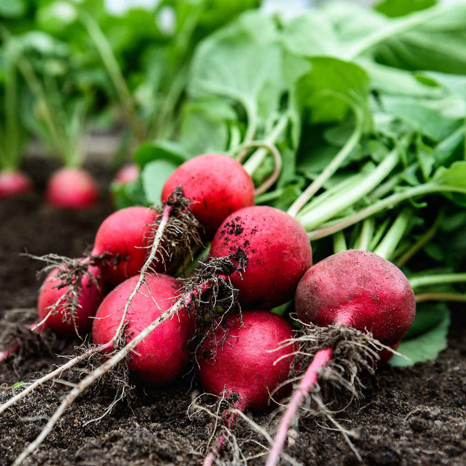 radish comet