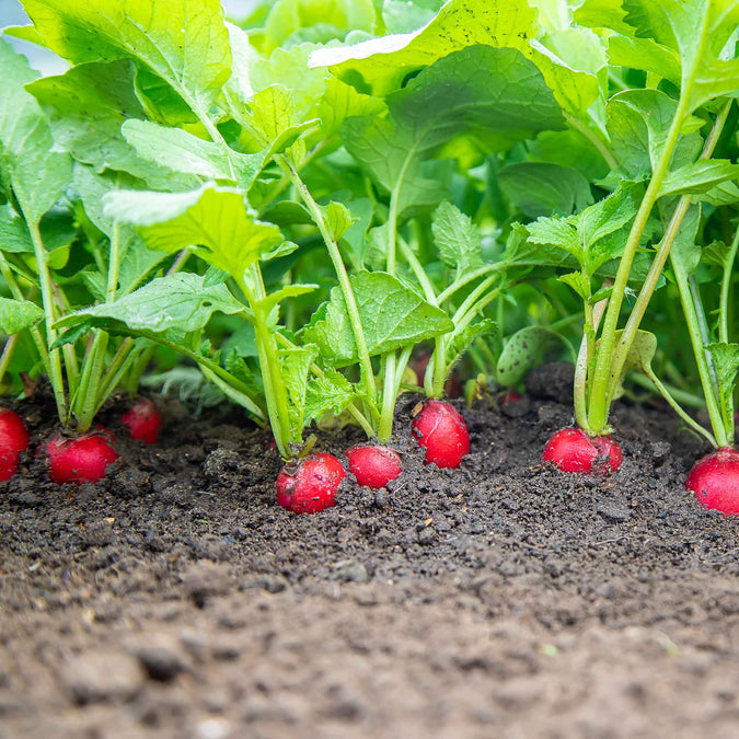 radish comet