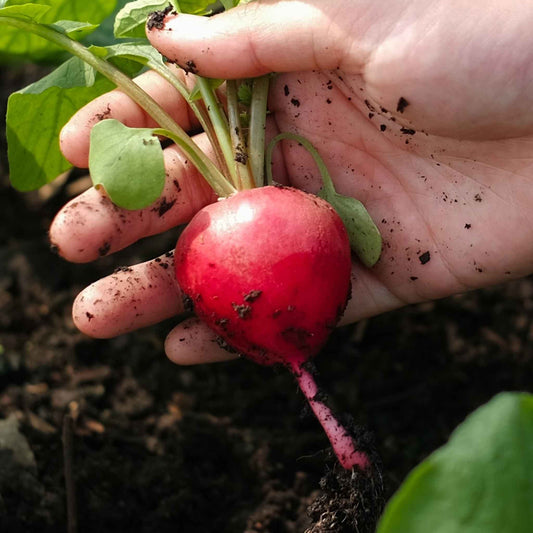 radish crimson giant