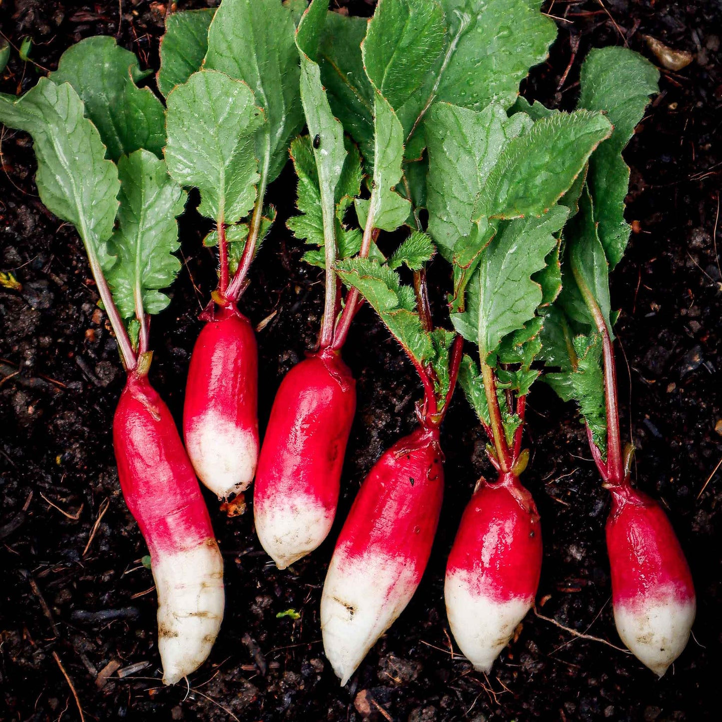 radish french breakfast